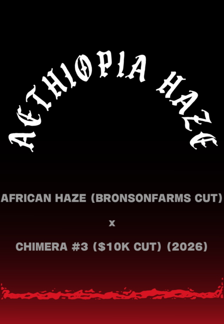AETHIOPIA HAZE